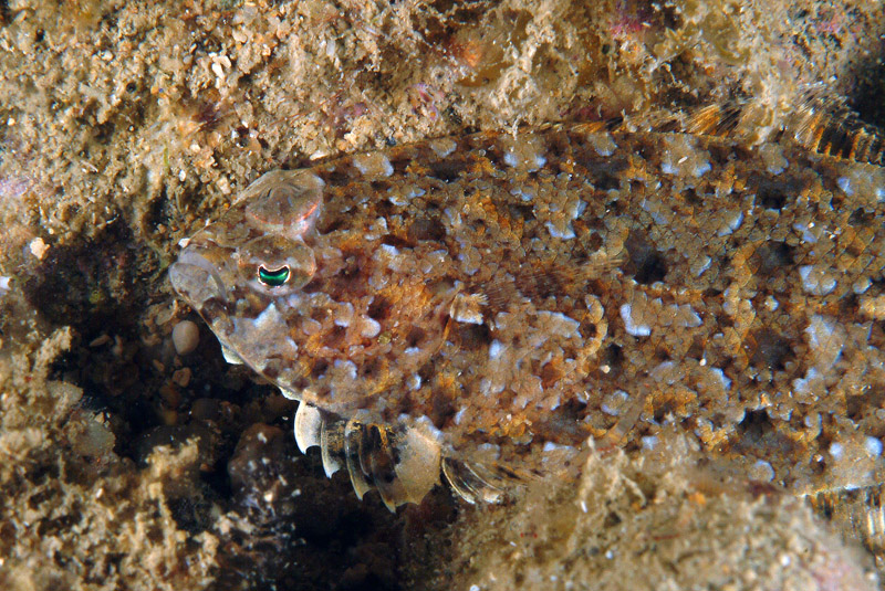 Pesce da determinare (Arnoglossus sp.)